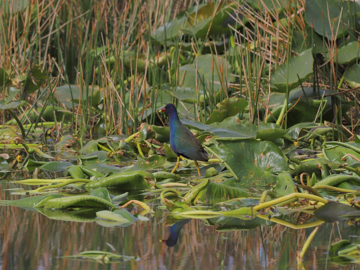 Purple Gallinule - ML614639021