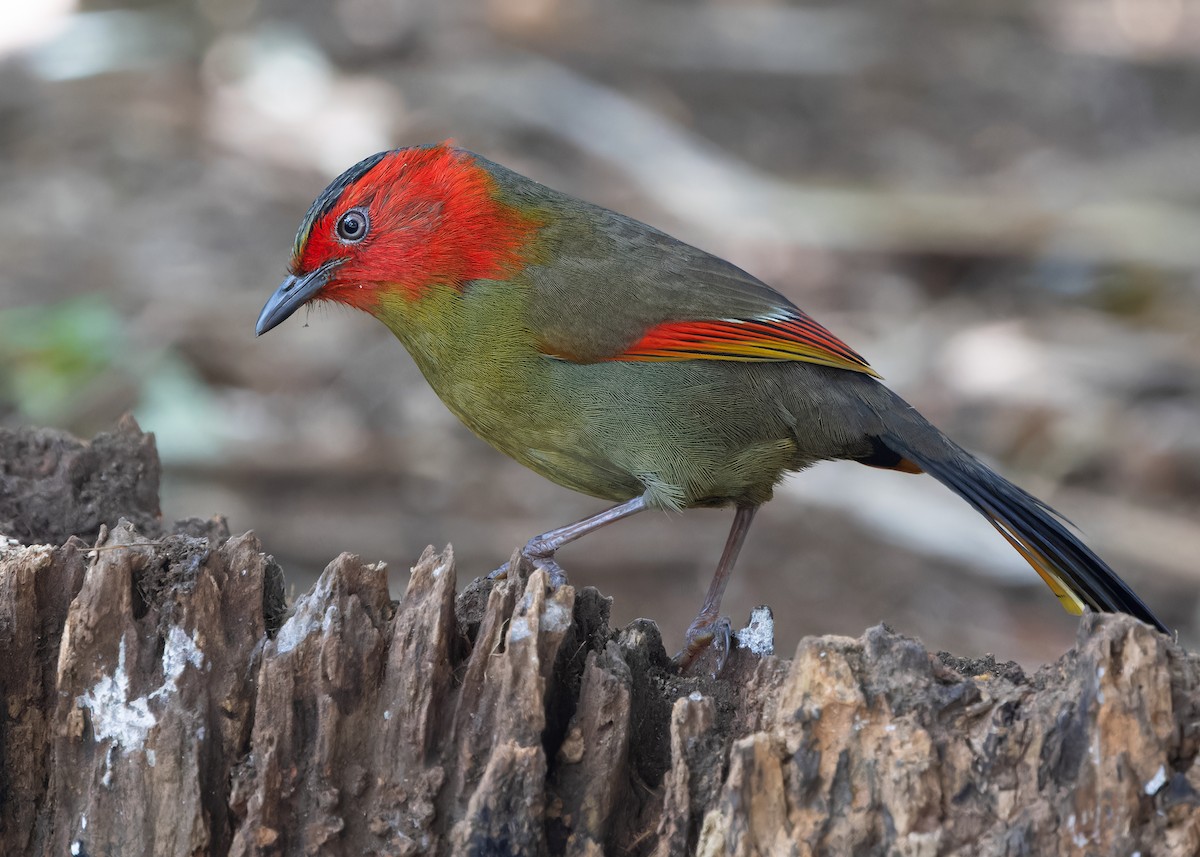 Scarlet-faced Liocichla - Ayuwat Jearwattanakanok