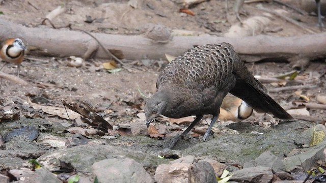 Gray Peacock-Pheasant - ML614639049