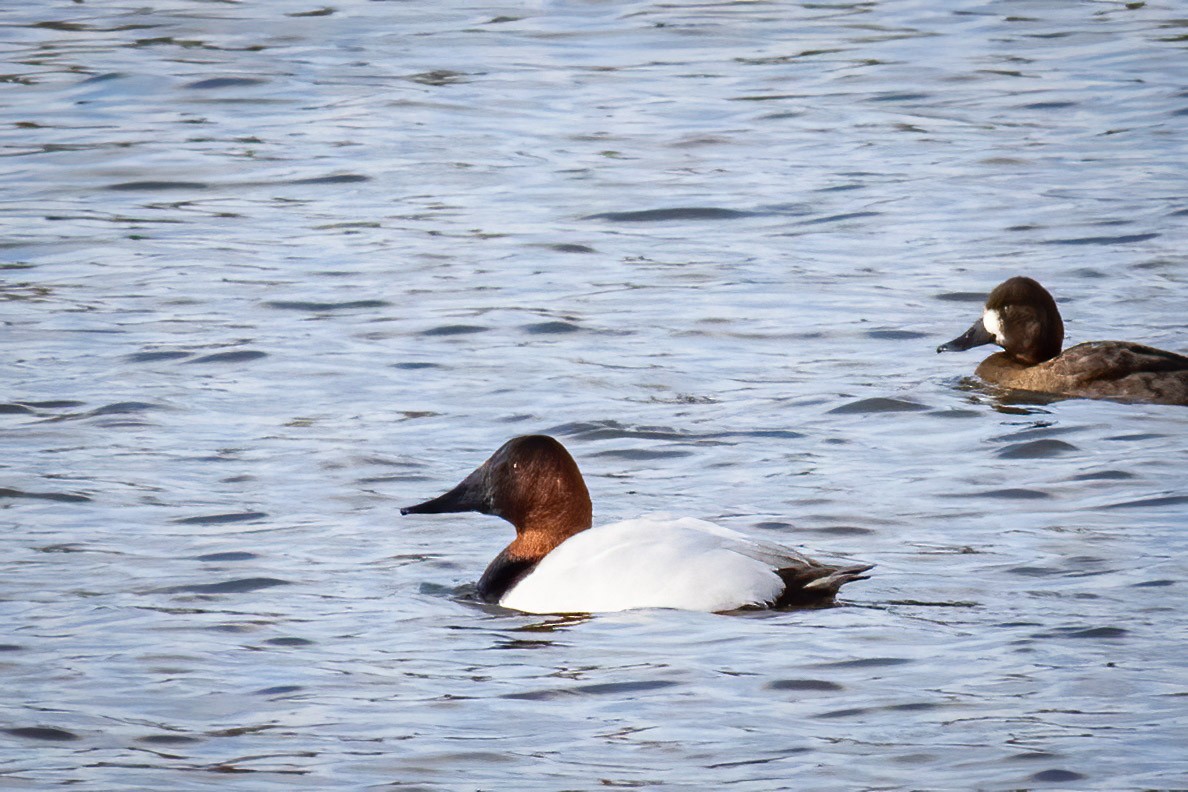 Canvasback - Craig Kingma