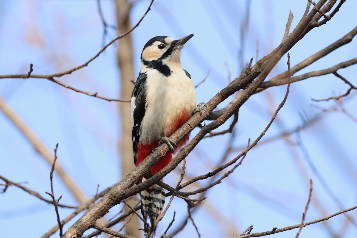 Great Spotted Woodpecker - Herman Viviers