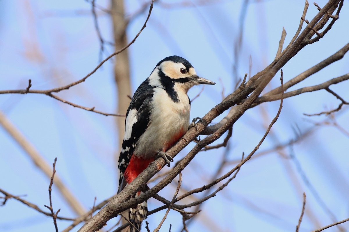 Great Spotted Woodpecker - ML614639093