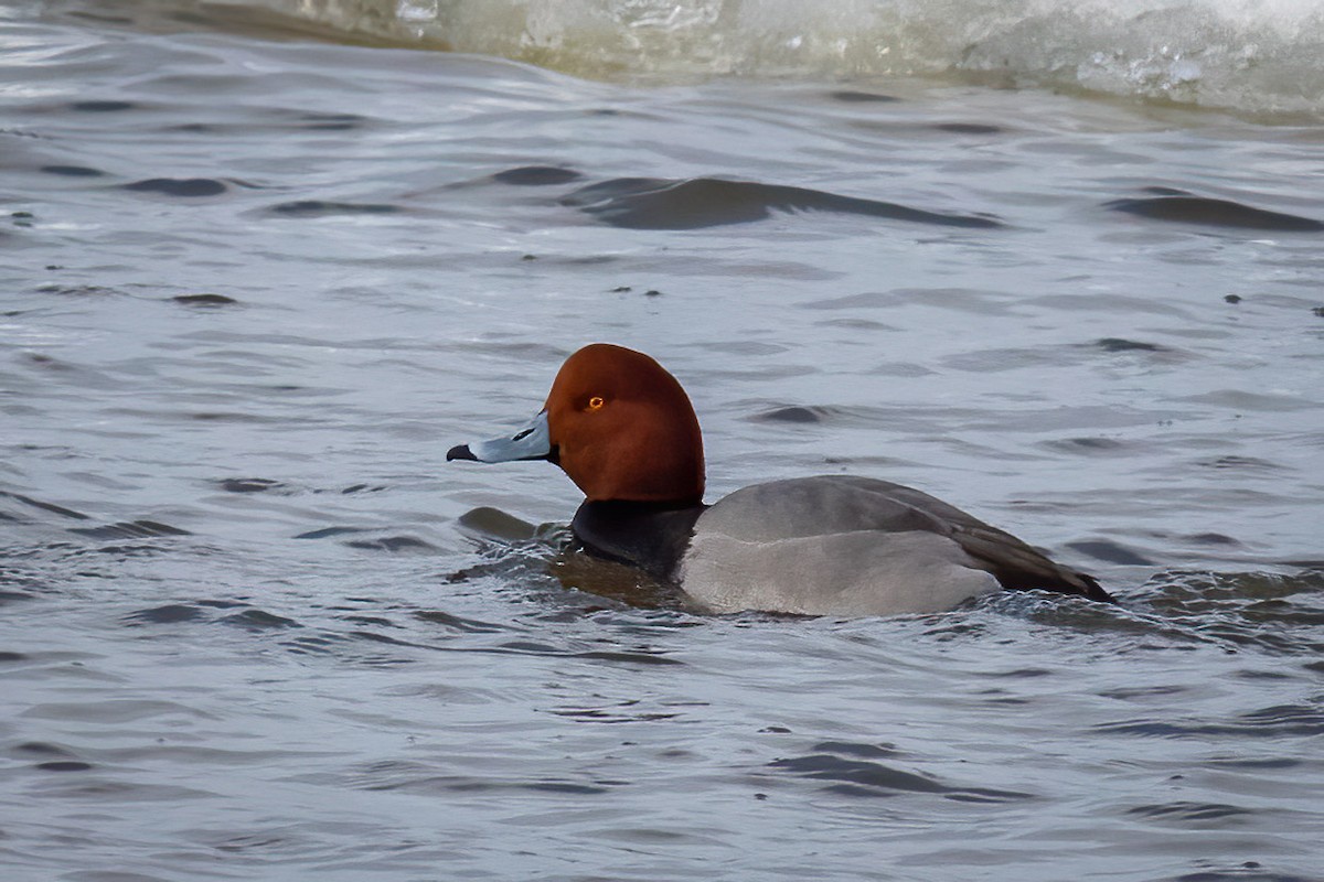 Redhead - ML614639107