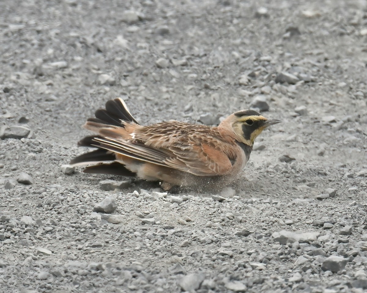 Horned Lark - ML614639139