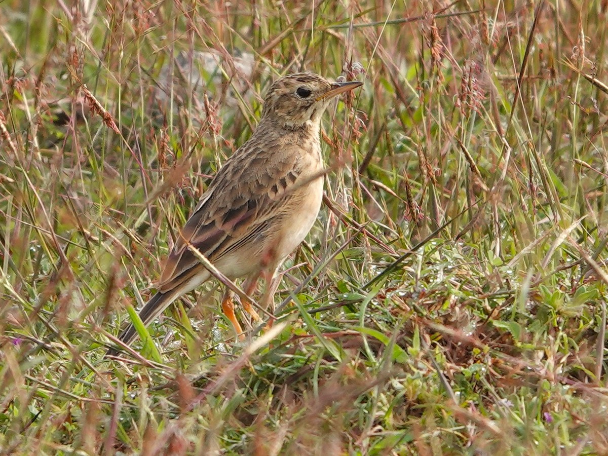 Paddyfield Pipit - Kumar R N