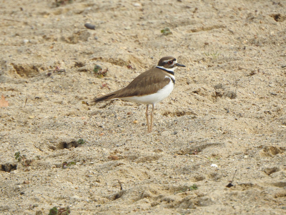Killdeer - ML614639174