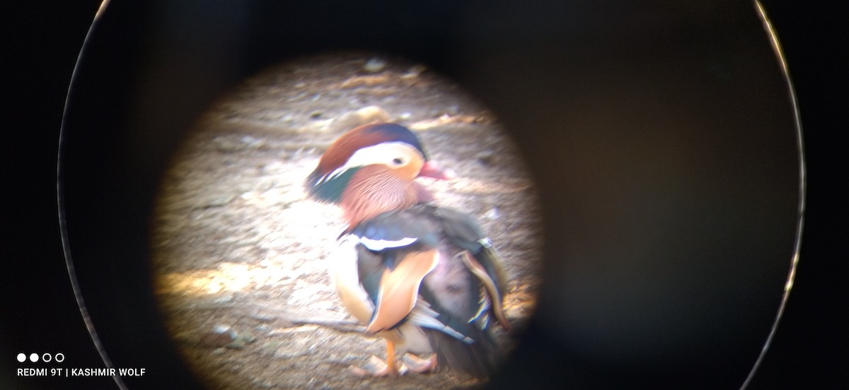 Мандир уранхажин - ML614639285