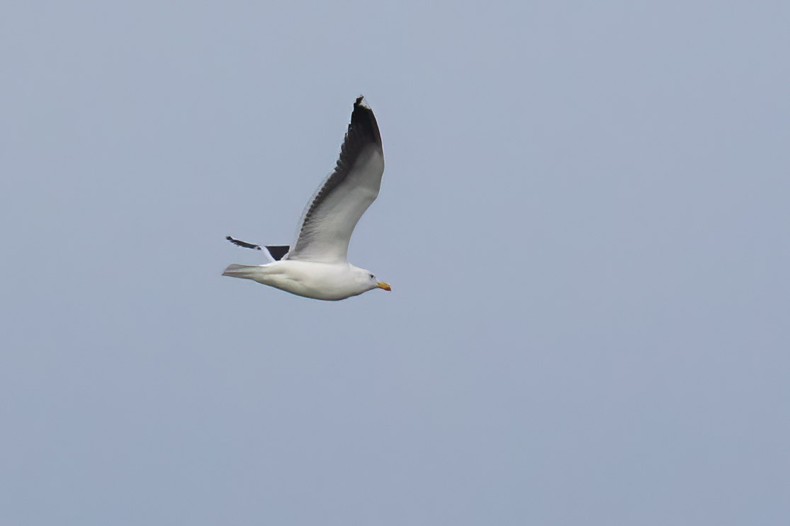 Great Black-backed Gull - ML614639344