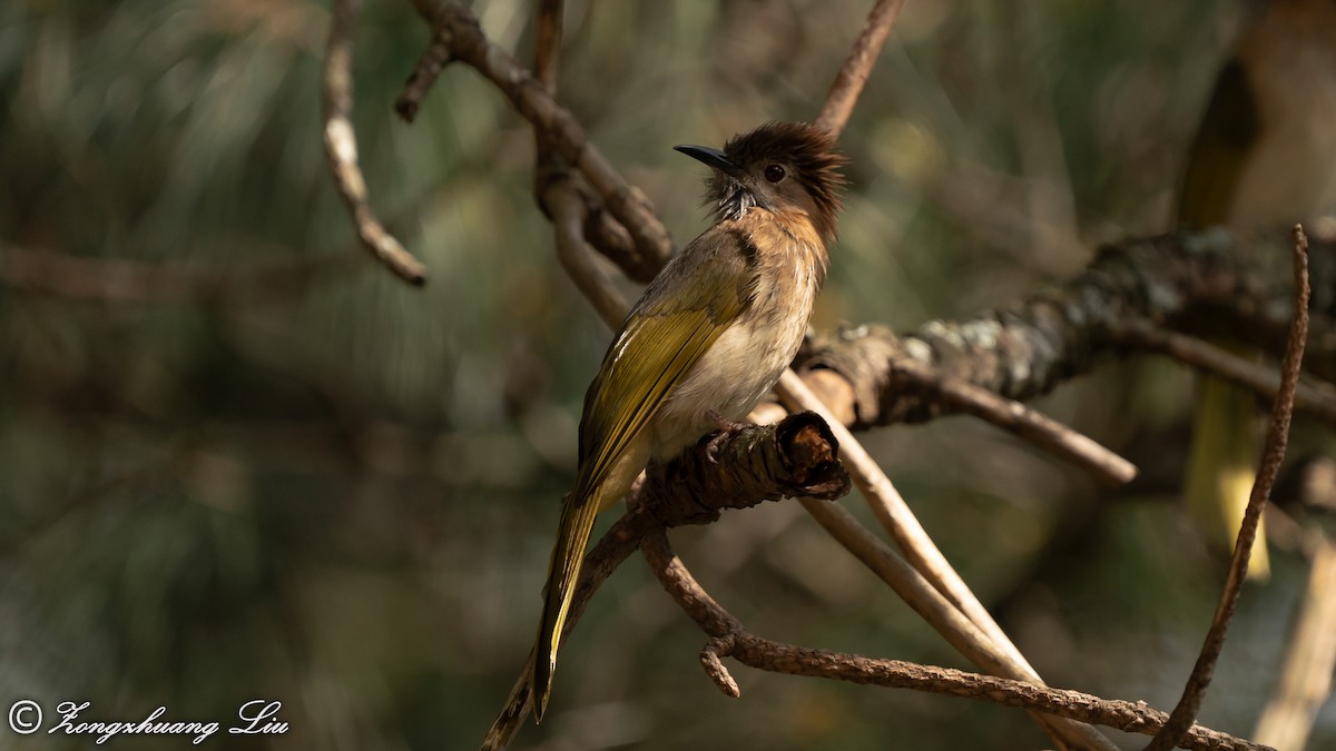 Bulbul de McClelland - ML614639359