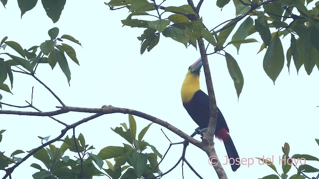 Toucan à carène - ML614639360