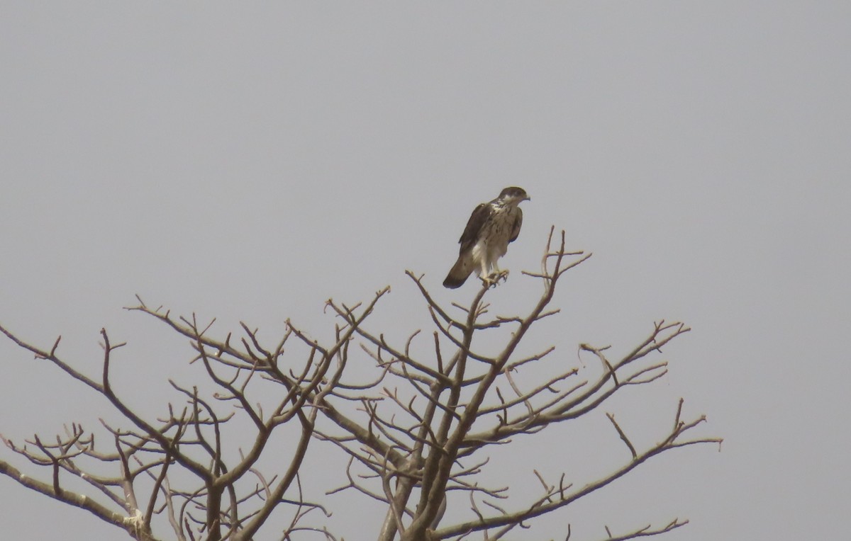 African Hawk-Eagle - ML614639380