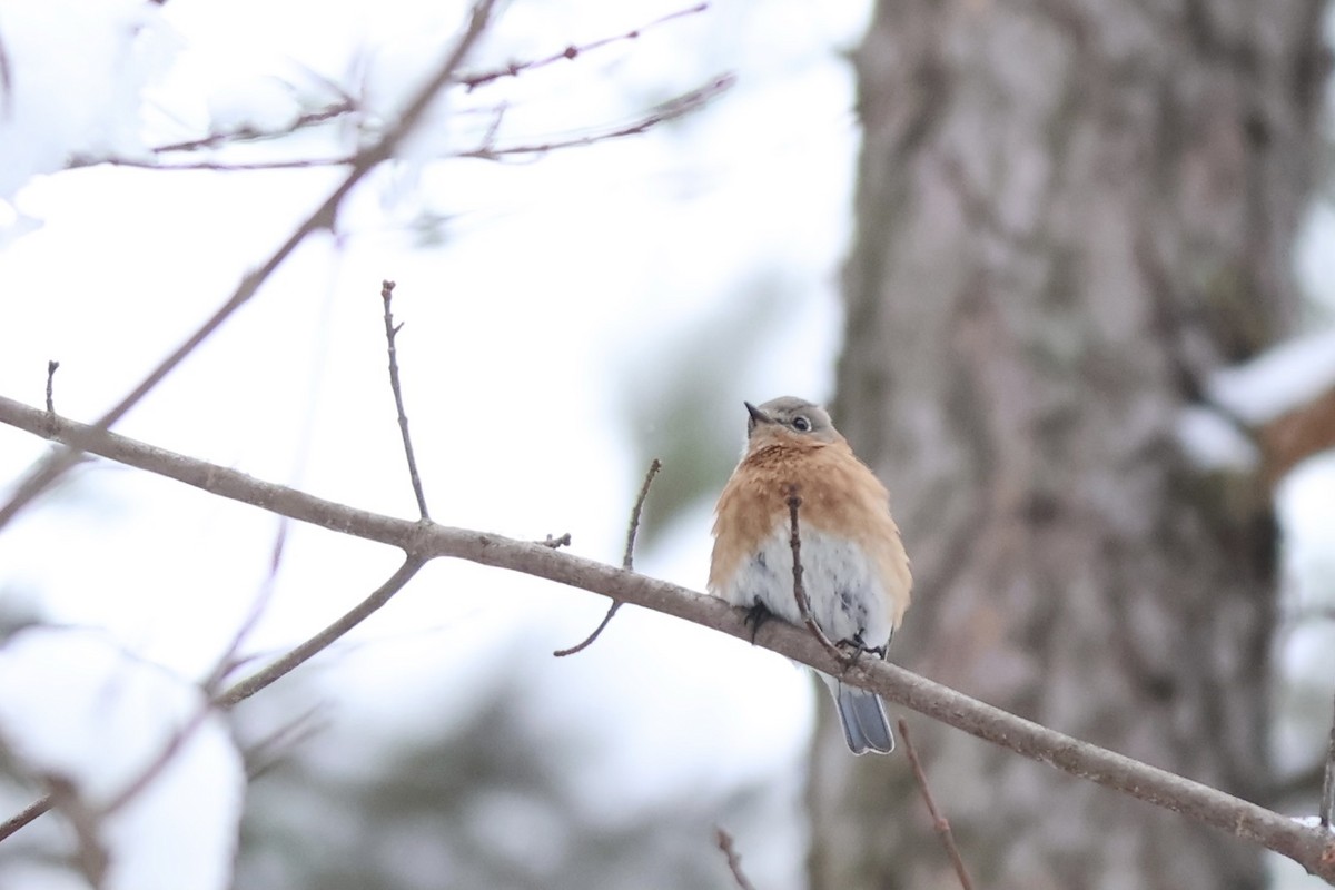 Eastern Bluebird - Peyton Stone