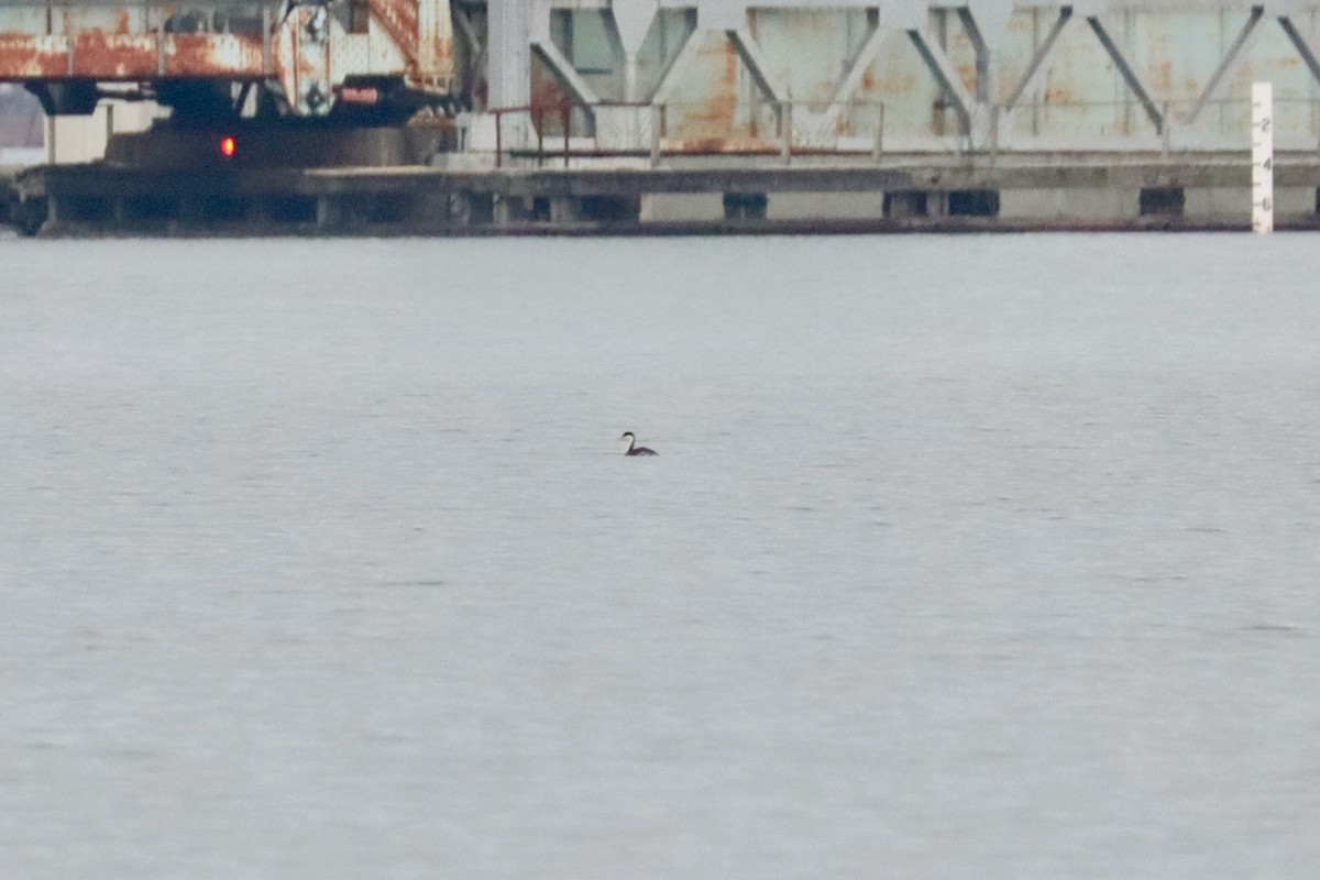 Western Grebe - Patrick Belardo