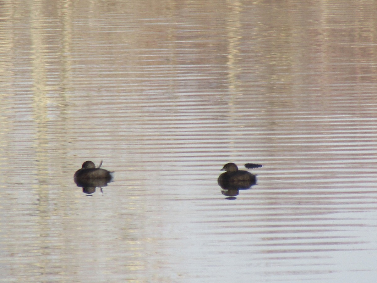 Pied-billed Grebe - ML614639412