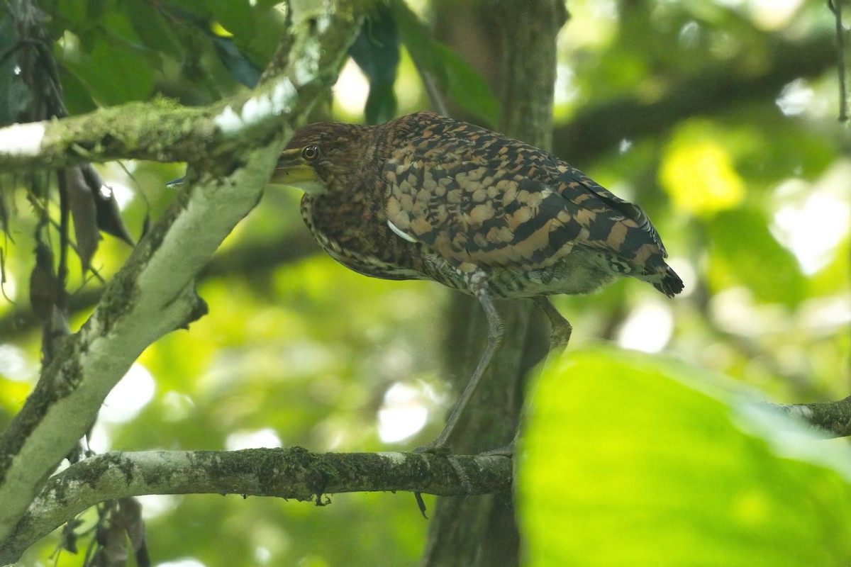 Fasciated Tiger-Heron - Jonathan Nikkila