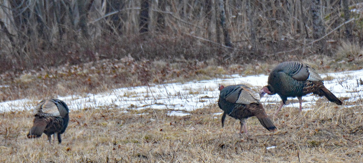 Wild Turkey - ML614639481