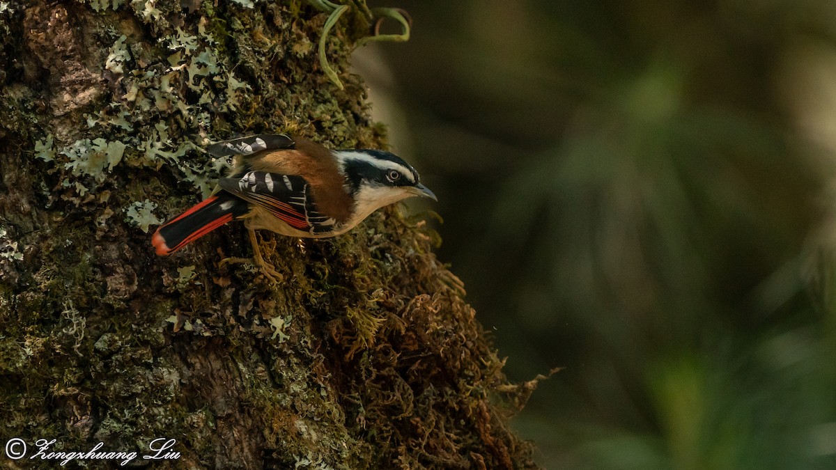 Red-tailed Minla - ML614639490