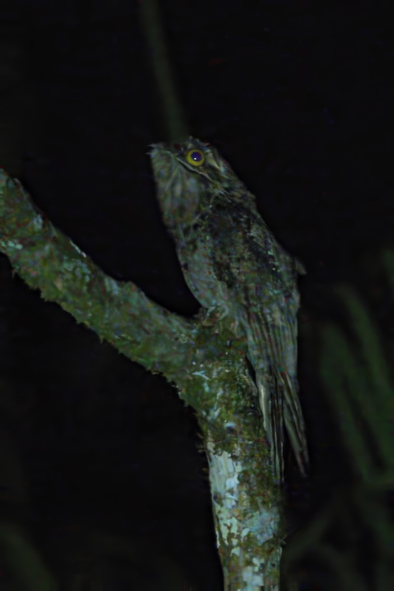 Common Potoo - ML614639537