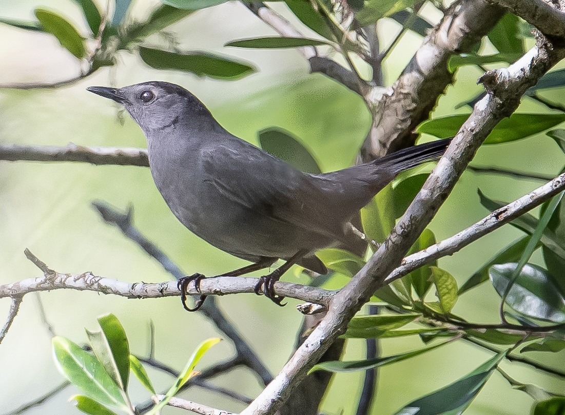 Pájaro Gato Gris - ML614639579