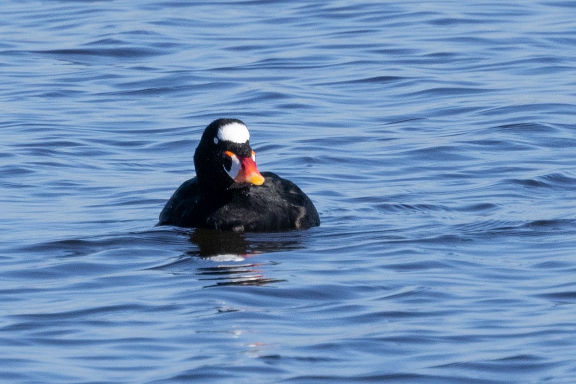 Surf Scoter - ML614639605