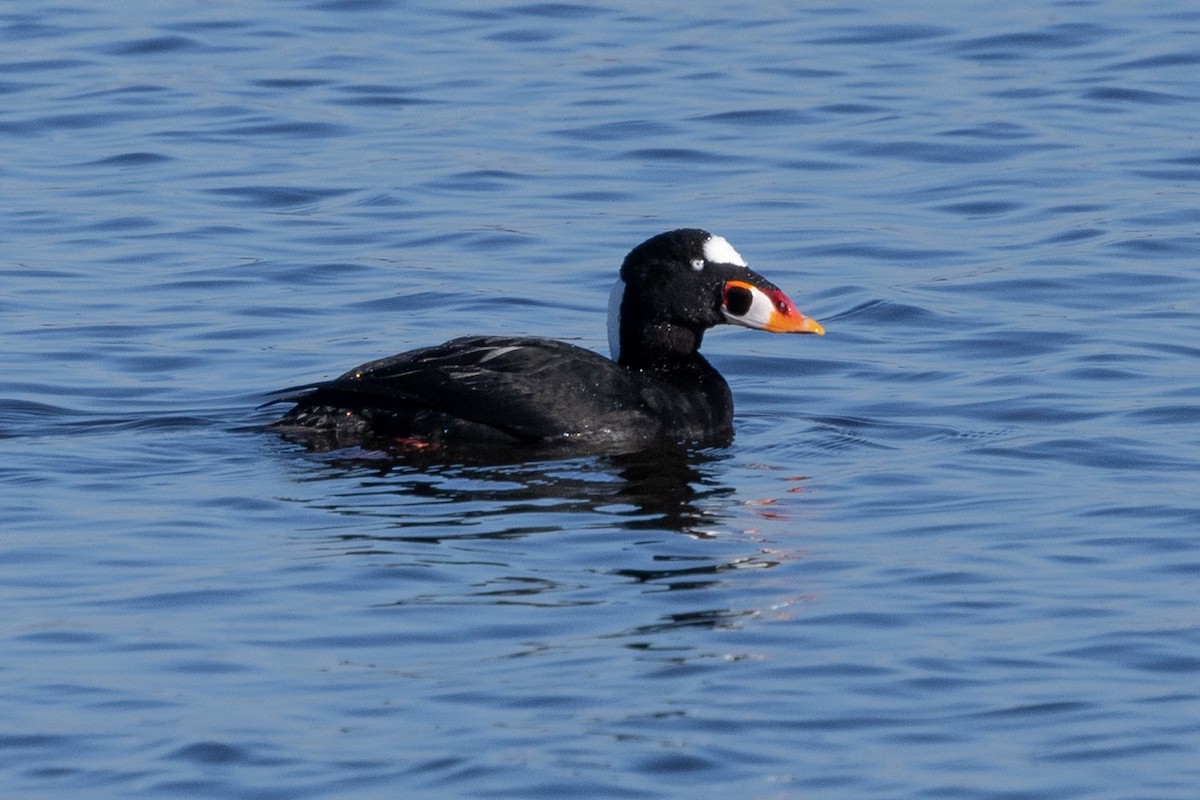 Surf Scoter - ML614639606