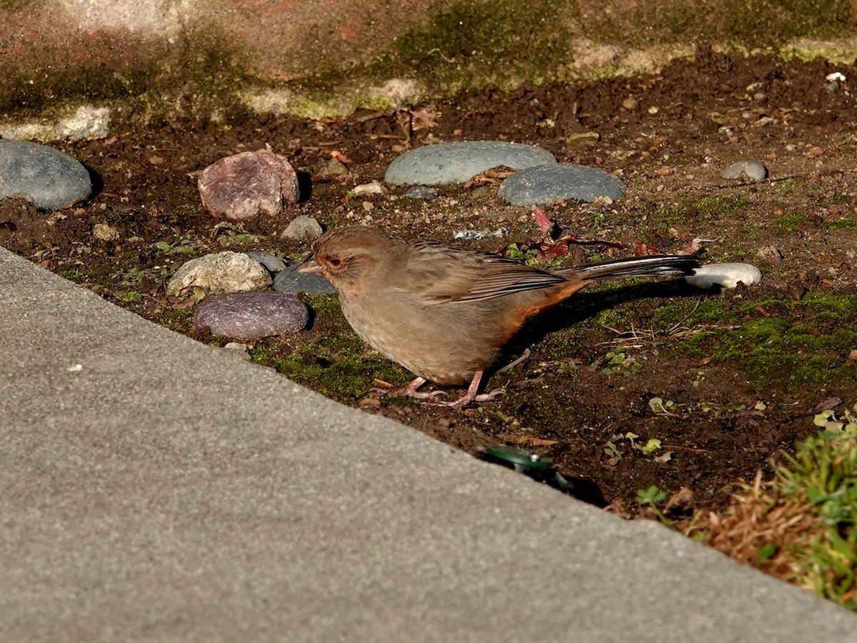 California Towhee - ML614639629