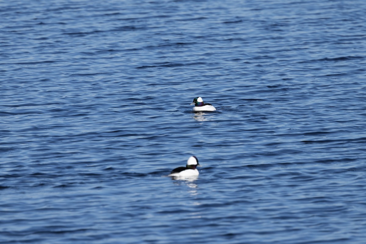 Bufflehead - ML614639637