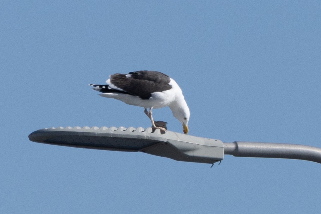 Great Black-backed Gull - Evelyn Ralston