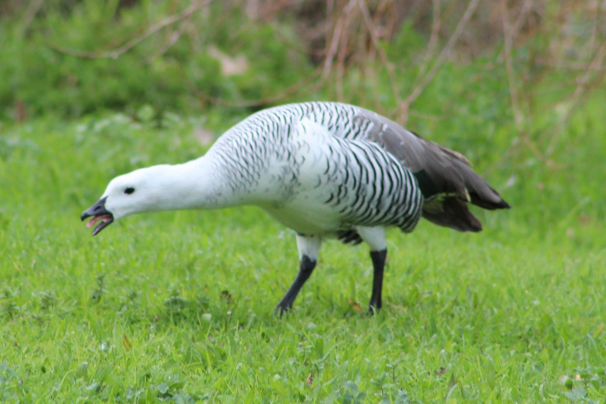 Upland Goose - ML614639701