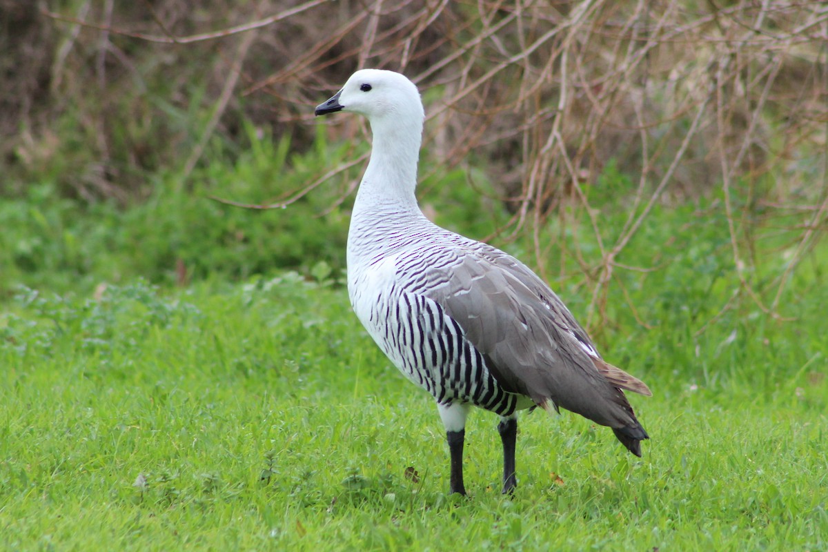 Upland Goose - ML614639702