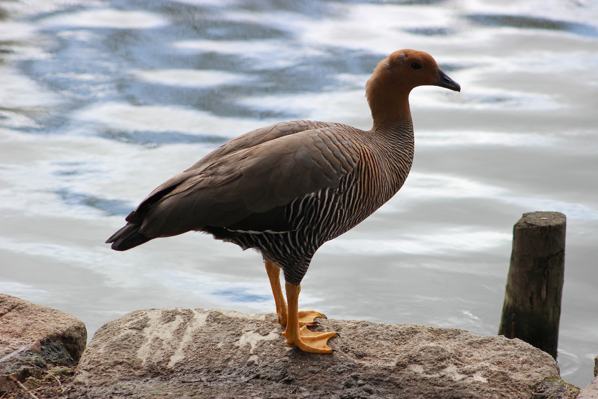 Upland Goose - ML614639708