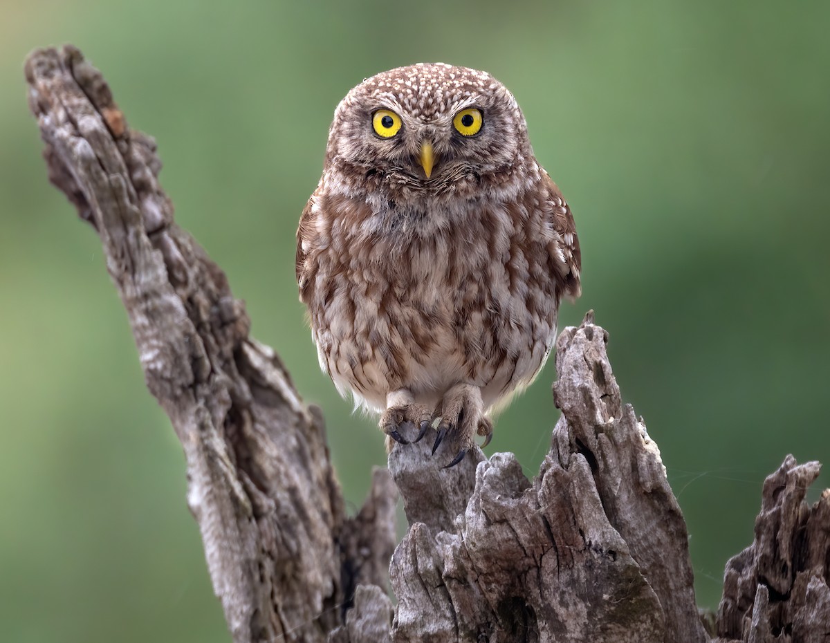 Little Owl - Hubert Janiszewski