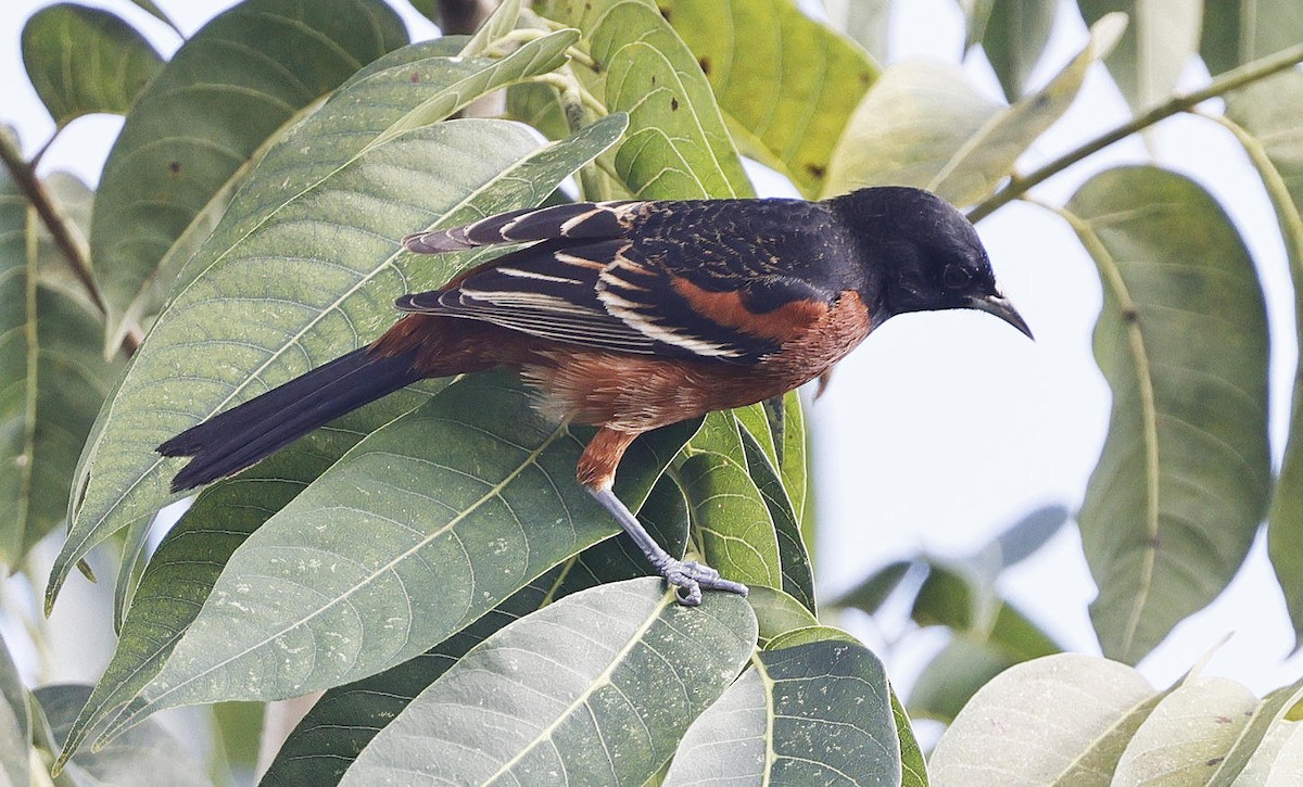 Orchard Oriole - ML614639734