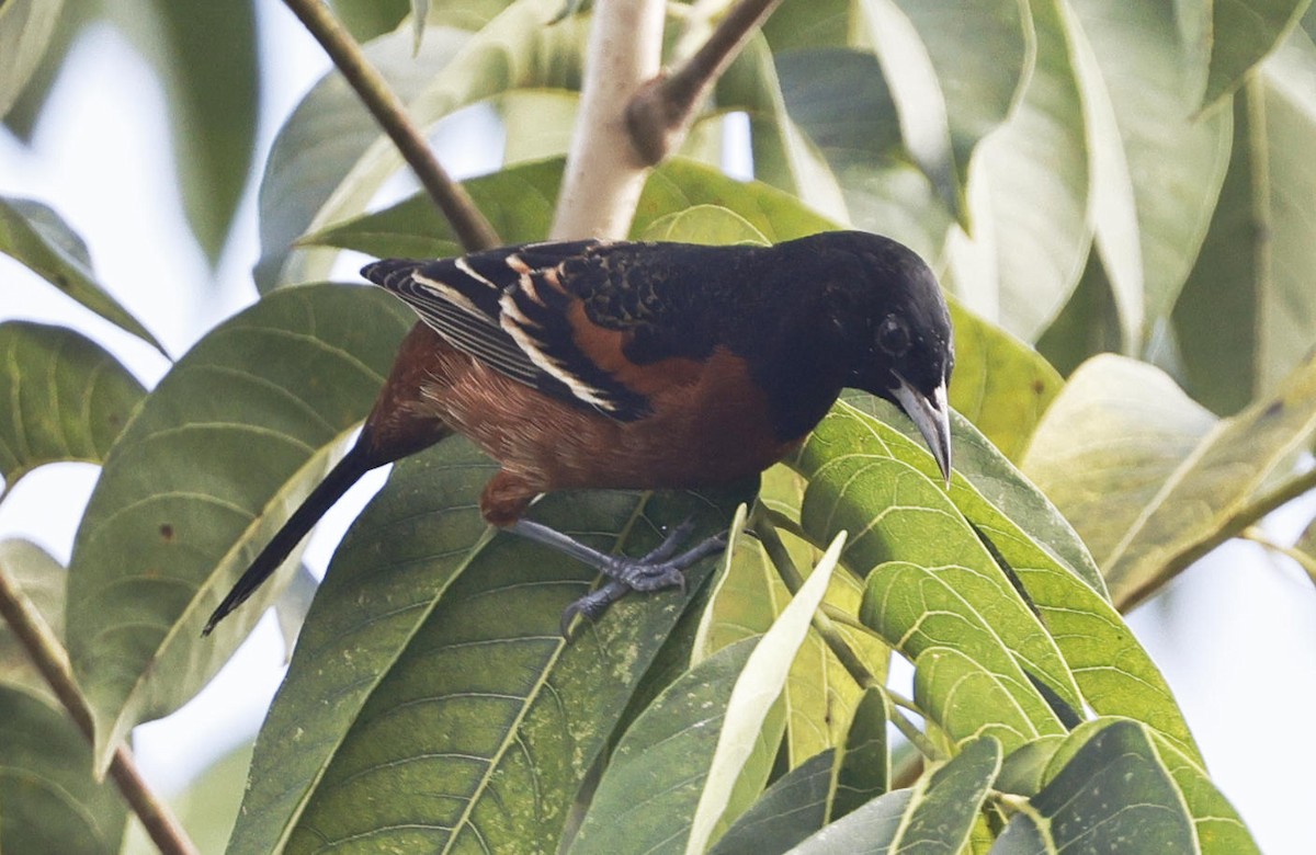 Orchard Oriole - ML614639735
