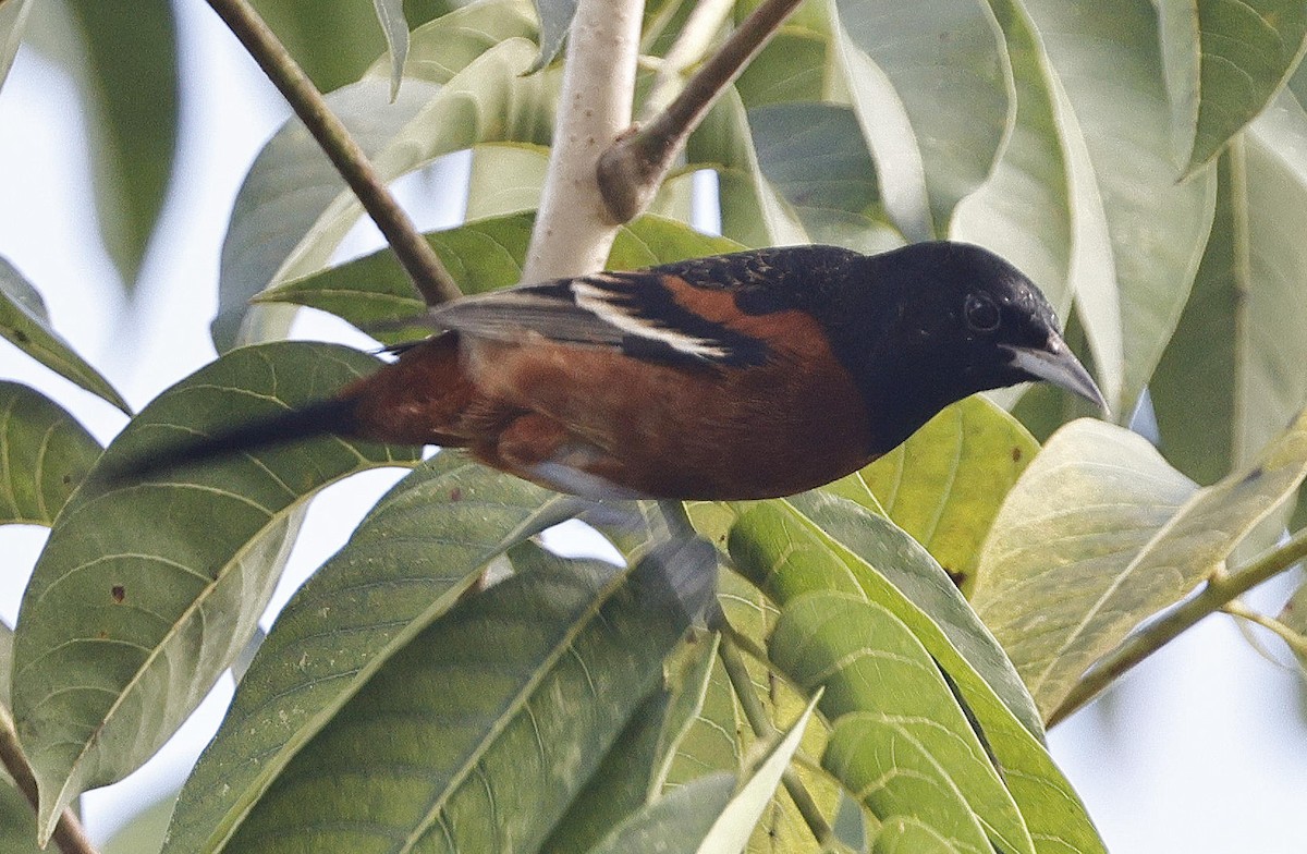 Orchard Oriole - ML614639737