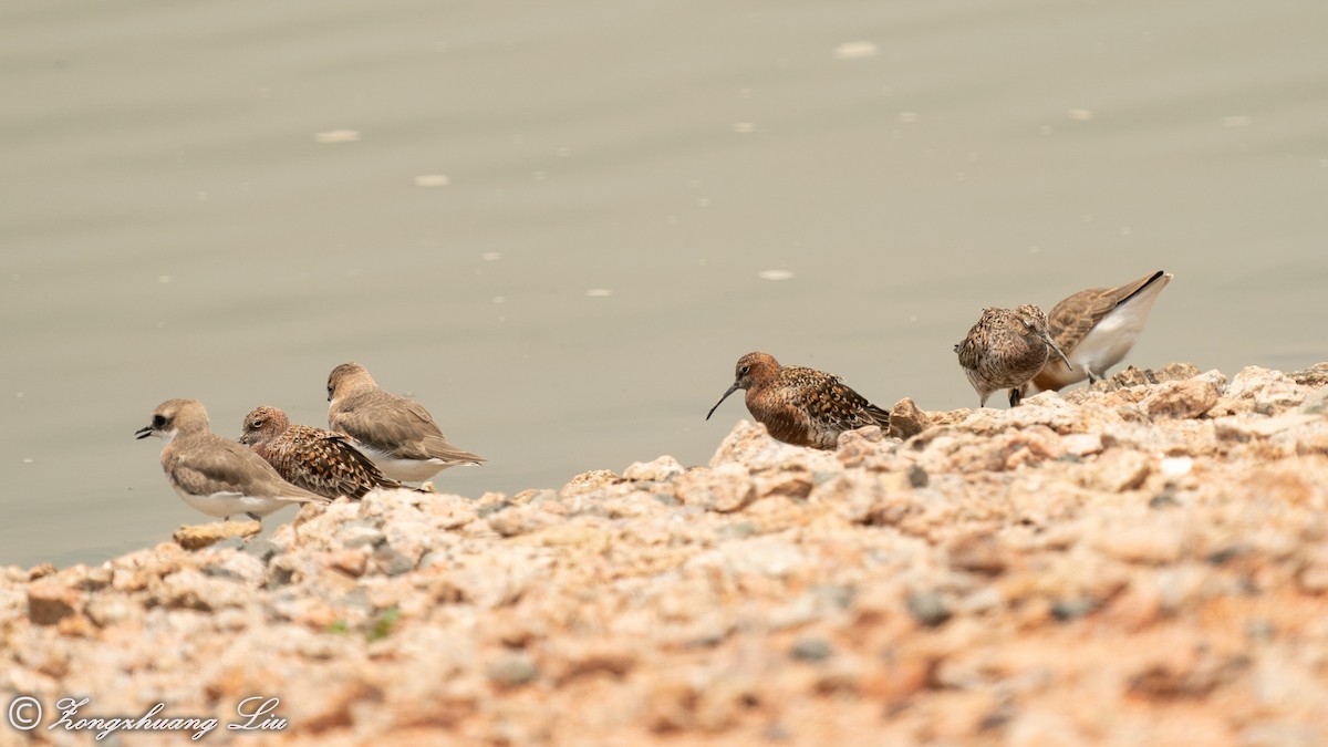 Curlew Sandpiper - ML614639744