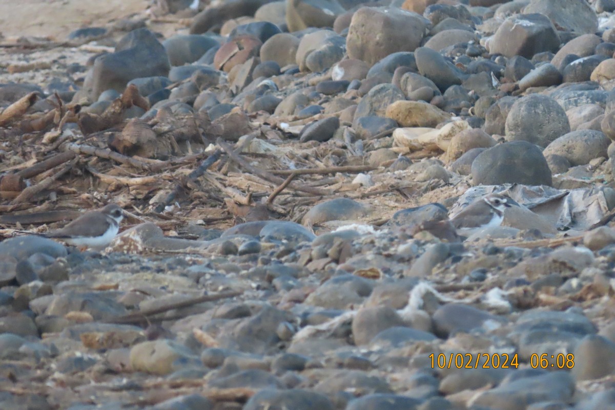 Semipalmated Plover - ML614639767