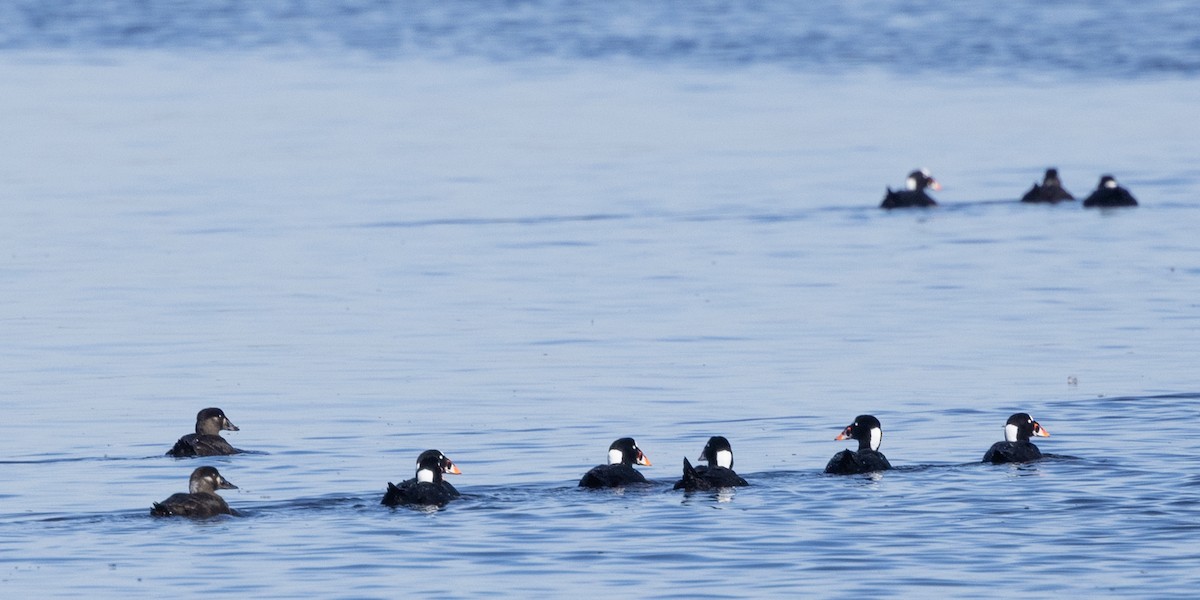 Surf Scoter - ML614639775