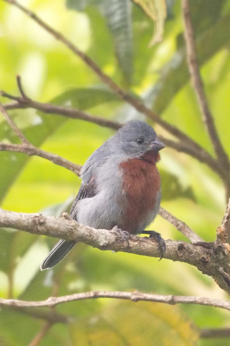 Chestnut-bellied Seedeater - ML614639781