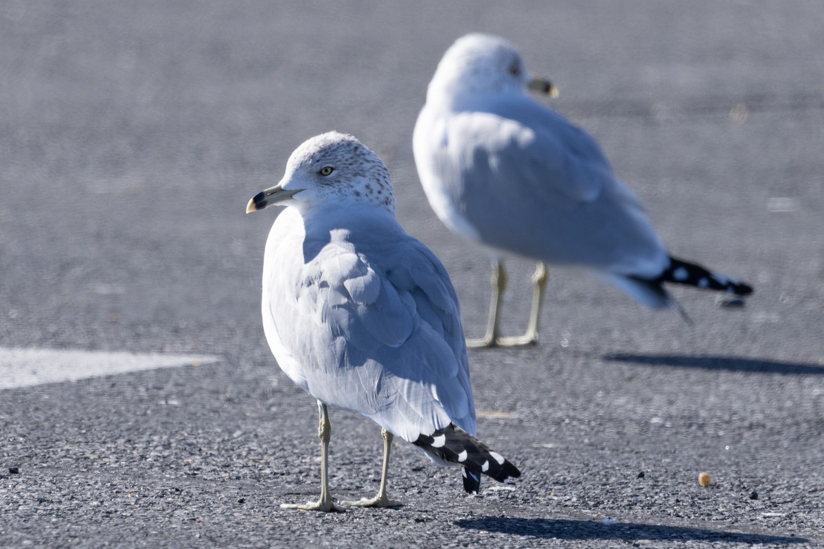 Ring-billed Gull - ML614639791