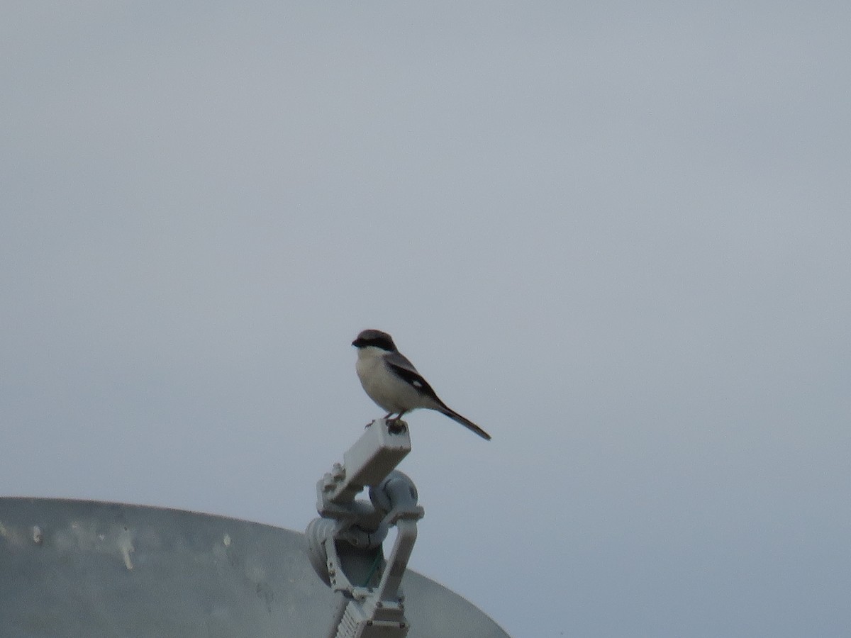 Loggerhead Shrike - ML614639811