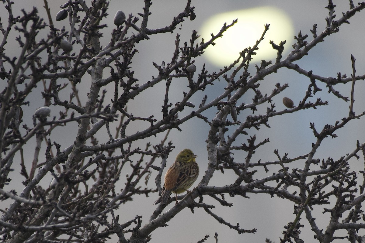 Yellowhammer - Shlomi Segall