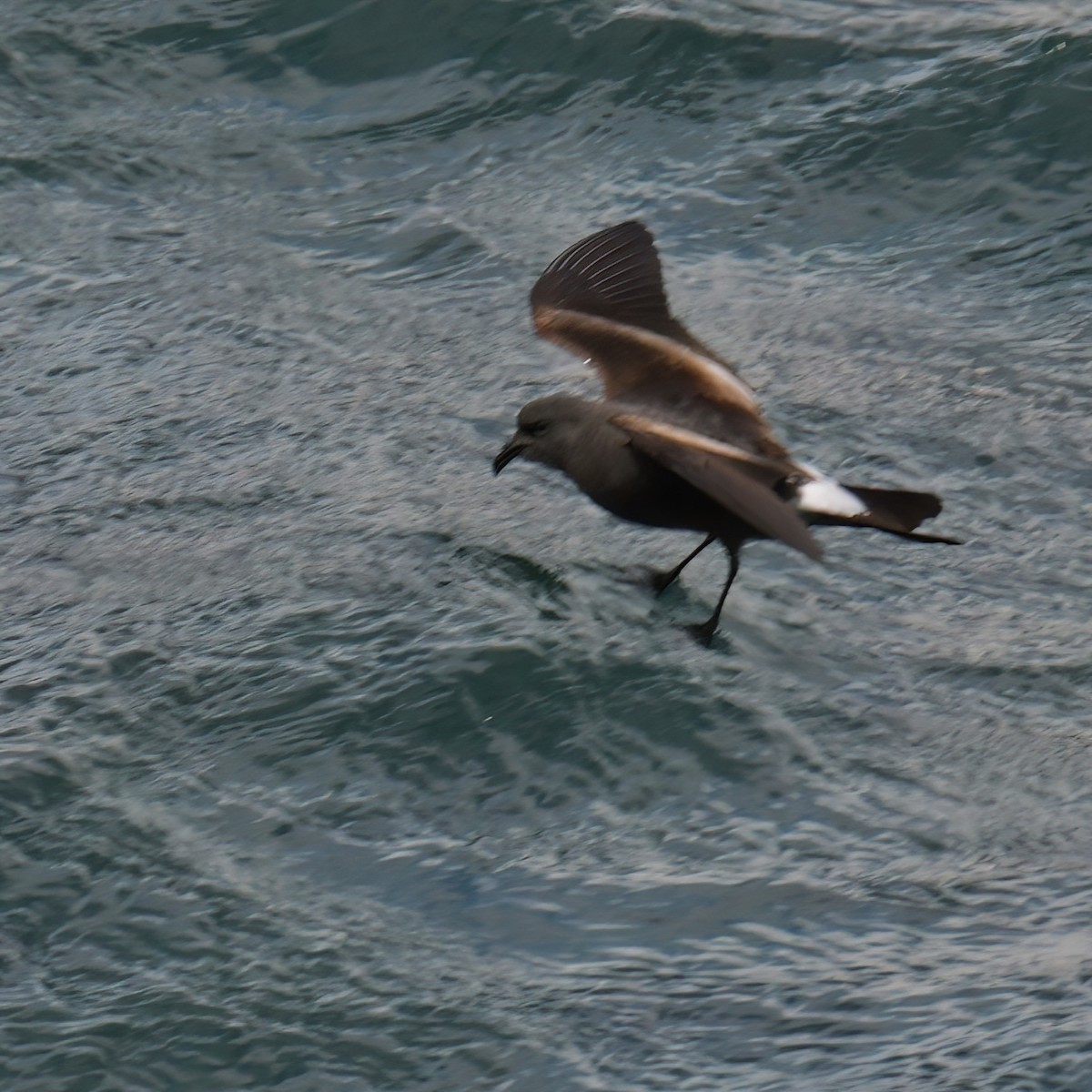 Leach's Storm-Petrel - ML614639839