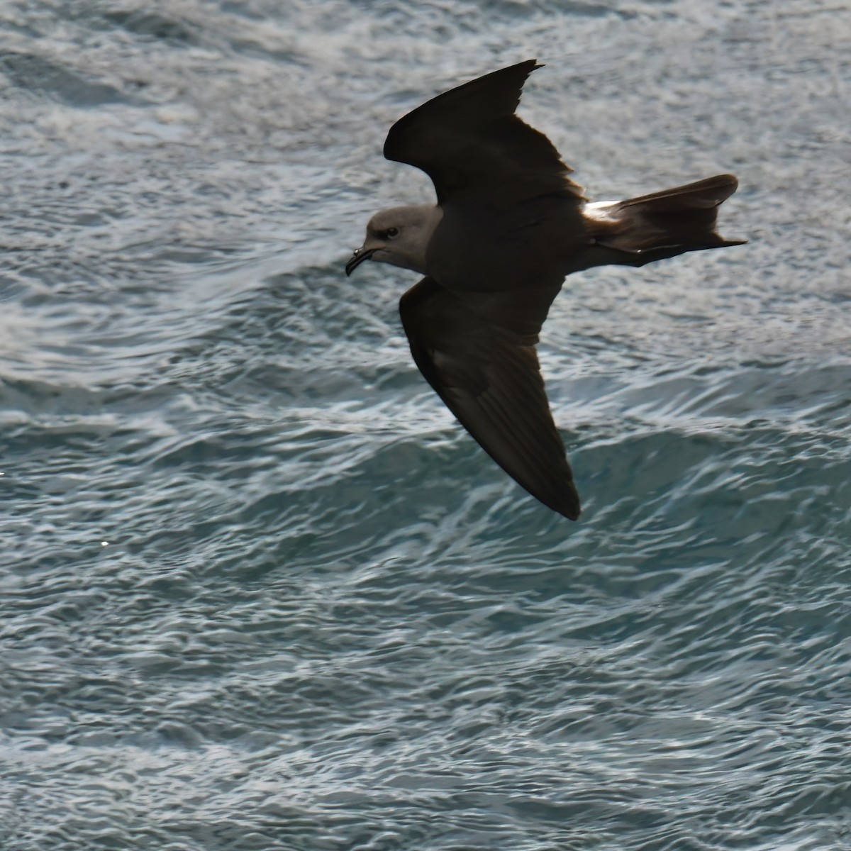 Leach's Storm-Petrel - ML614639840