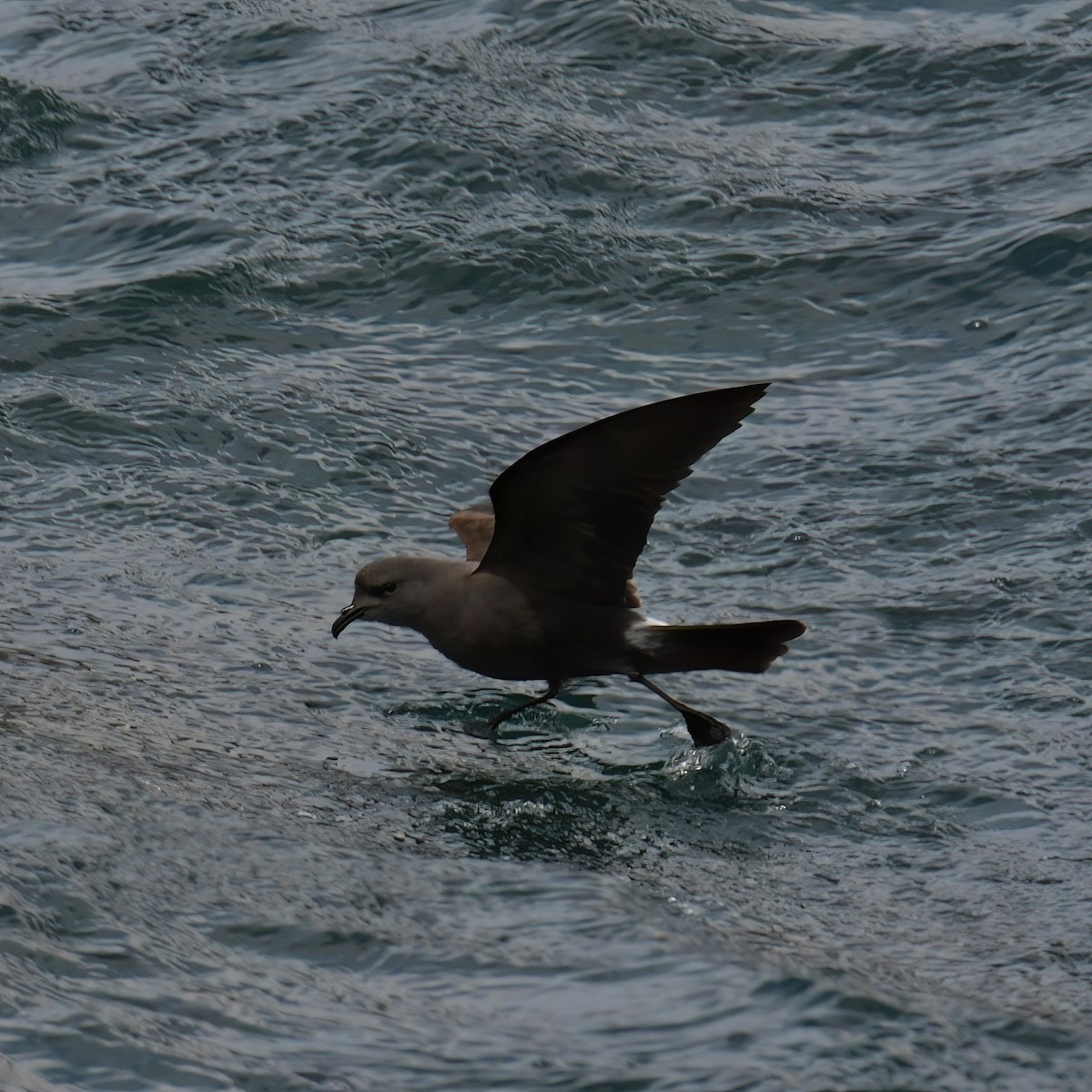 Leach's Storm-Petrel - ML614639841