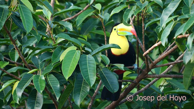 Keel-billed Toucan - ML614639854