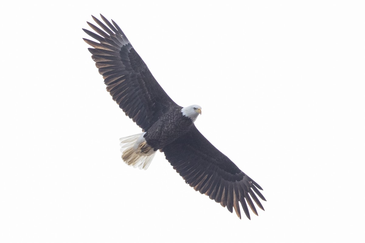 Bald Eagle - ML614639914