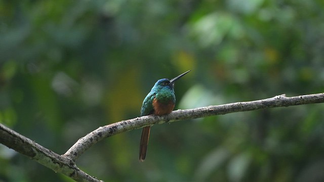 Coppery-chested Jacamar - ML614639937