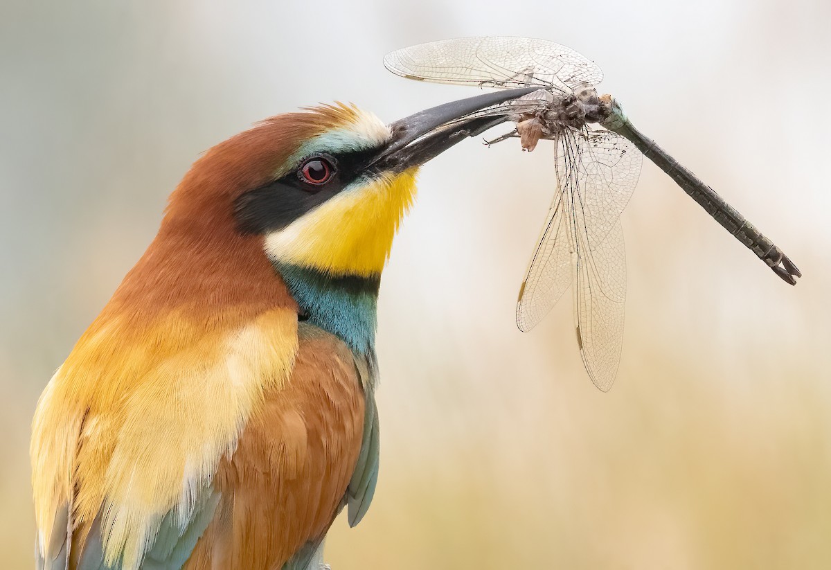 European Bee-eater - Hubert Janiszewski
