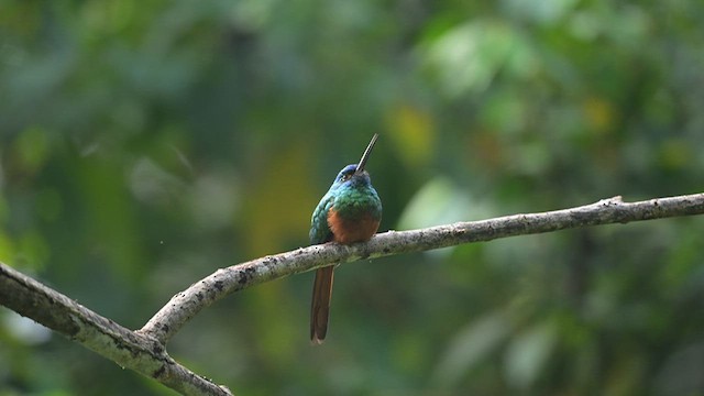 Coppery-chested Jacamar - ML614639945